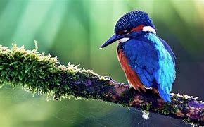 Image result for Kingfisher Wallpaper 4K