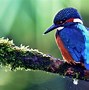 Image result for Kingfisher Wallpaper 4K