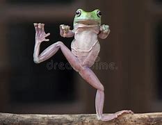 Image result for Rainbow Dancing Frog