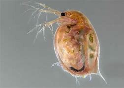 Image result for Daphnia Label