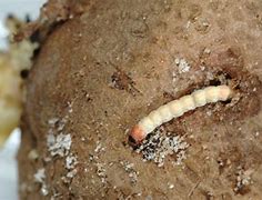 Image result for Life Cycle of Potato Tuber Moth