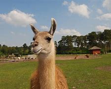 Image result for lama animal