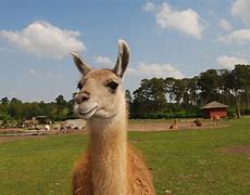 Image result for Lama Magarsa Image