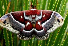 Image result for Moth Gender