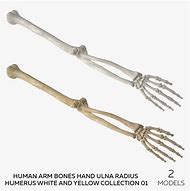 Image result for Free 3D Skeletal Arm