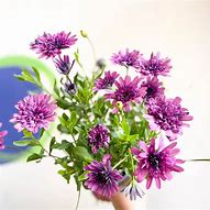 Image result for African Daisy Sprouts