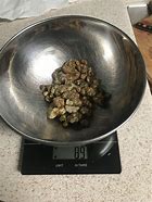 Image result for Mushroom Sclerotia