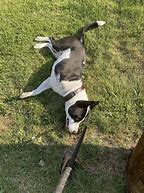 Image result for Tired Dog Images