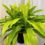 Image result for Dracaena Limelight