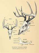 Image result for Buck Skull