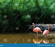 Image result for Exotic Bird in Its Natural Habitat