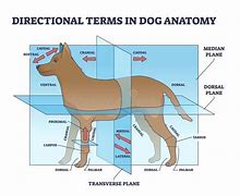 Image result for Dorsal Animal