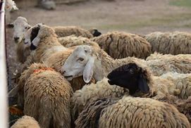 Image result for Dirty Sheep