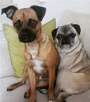 Image result for Pug Boxer Mix