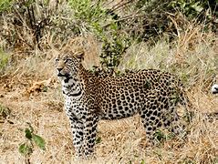 Image result for Okavango Delta Botswana Windows Background