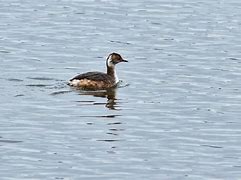 Image result for Female Grebe