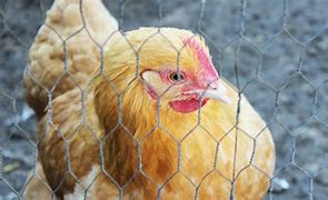 Image result for Caged Hens