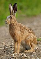 Image result for Hare in the Dark