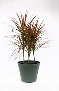 Image result for Dracaena Merah