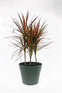 Image result for Dracaena Marginata Variegated