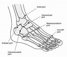 Image result for Joints of Foot