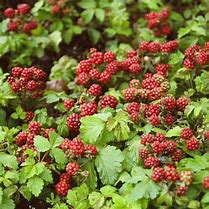 Image result for Sophia Ground Cover Raspberry