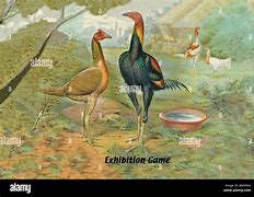 Image result for Kid a Exhibition Game