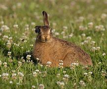 Image result for Leveret Baby Hare