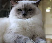 Image result for Large Ragdoll Cat