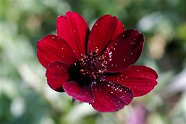 Image result for Rare Exotic Flowers Pink