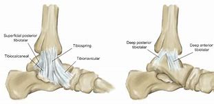 Image result for Lateral Malleolus Ligaments