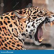 Image result for Were-Jaguar