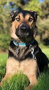 Image result for German Shepherd Mix with Labrador