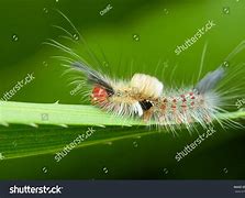 Image result for Tussock Caterpillar Southern South Carolina