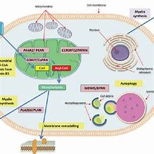 Image result for Cell Pathways Chart