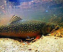 Image result for Brook Trout