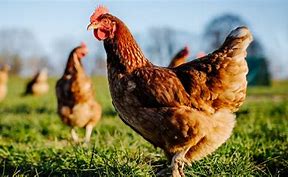 Image result for Six Hens