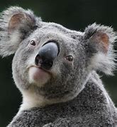 Image result for Koala Bear Images. Free