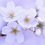 Image result for Cherry Blossom Flower