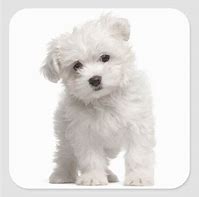 Image result for White Maltese Dog