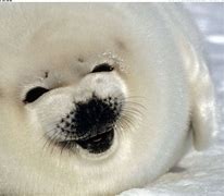 Image result for Anime Boy Seal Pup