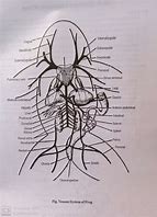 Image result for Frog Circulatory System Diagram