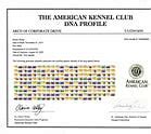 Image result for AKC DNA Certificate