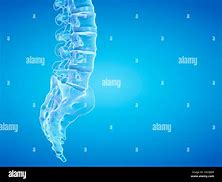 Image result for Human Spine Illustration