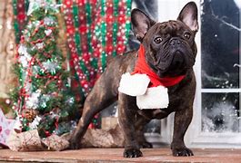 Image result for French Bulldog Thanksgiving