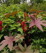 Image result for Castor Herb