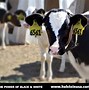 Image result for Funny Holstein Cows