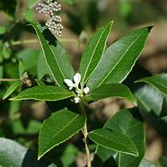 Image result for Fragrant Tea Olive Tree