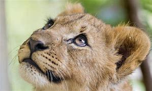 Image result for Lion Head Looking Up