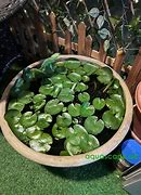 Image result for Aquascape Pond